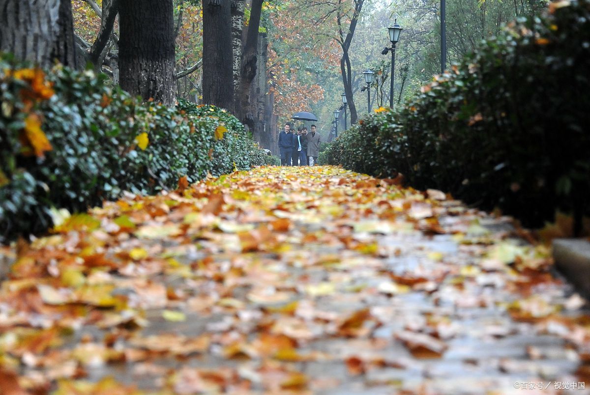 秋雨梧桐,寂寞成诗
