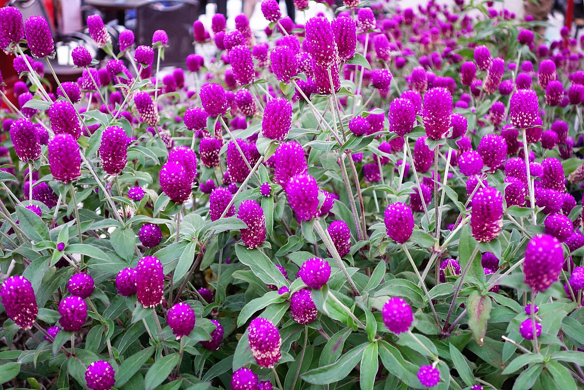 今天,我就来和大家分享一下千日红的故事.