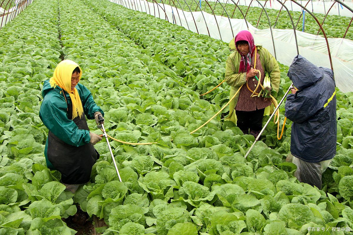 大白菜种植 - 2020年最新商品信息聚合专区 - 百度爱采购