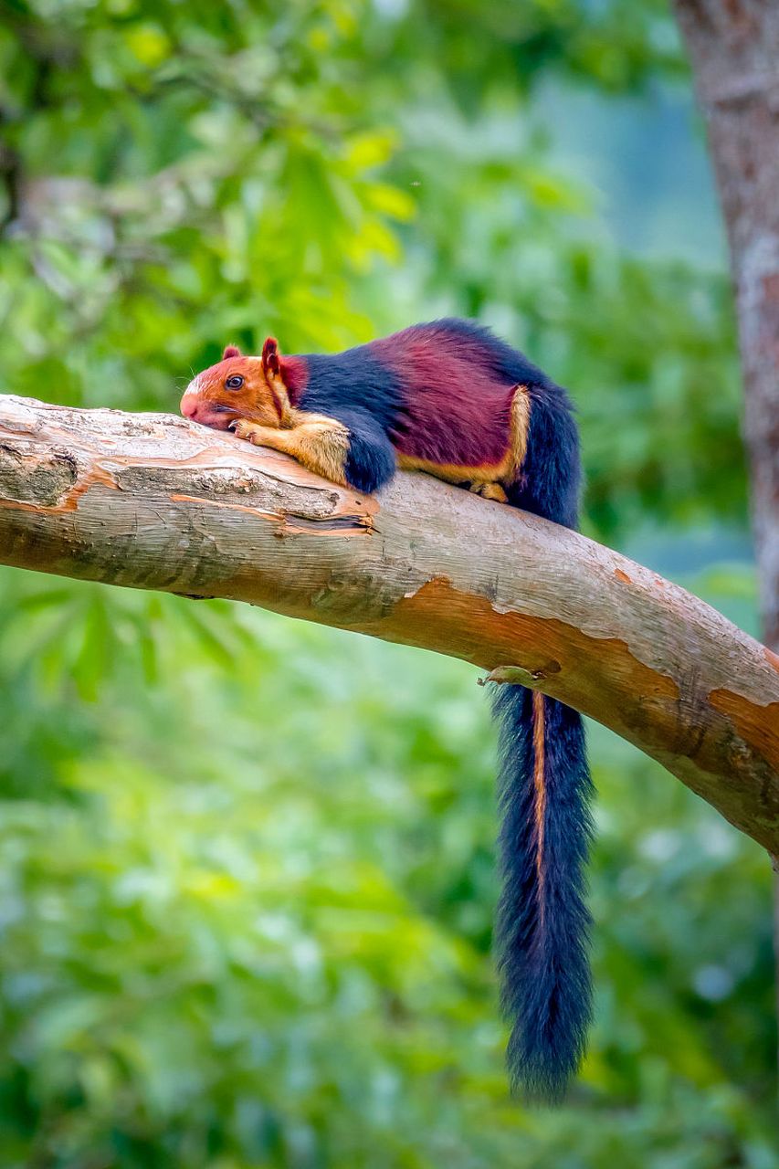 印度红松鼠是一种美丽的松鼠,以其红色的皮毛和独特的跳跃技巧而闻名.
