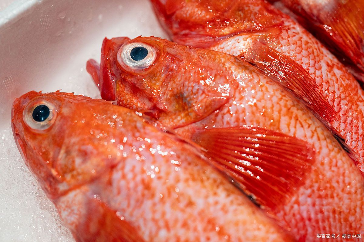 红三鱼是什么鱼?可以人工养殖吗