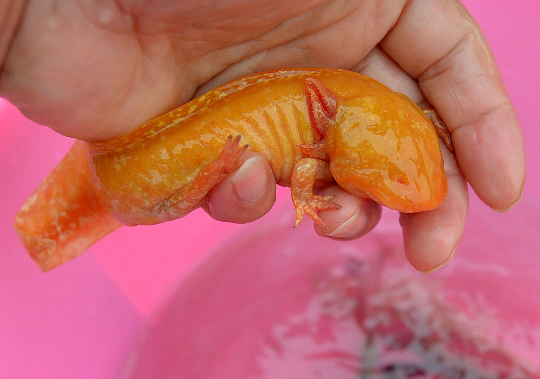 长相十分科幻,有趣的六角恐龙鱼,又名墨西哥钝口螈.