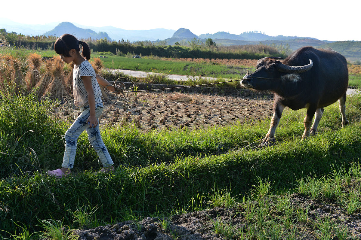 90后放牛娃的真实故事