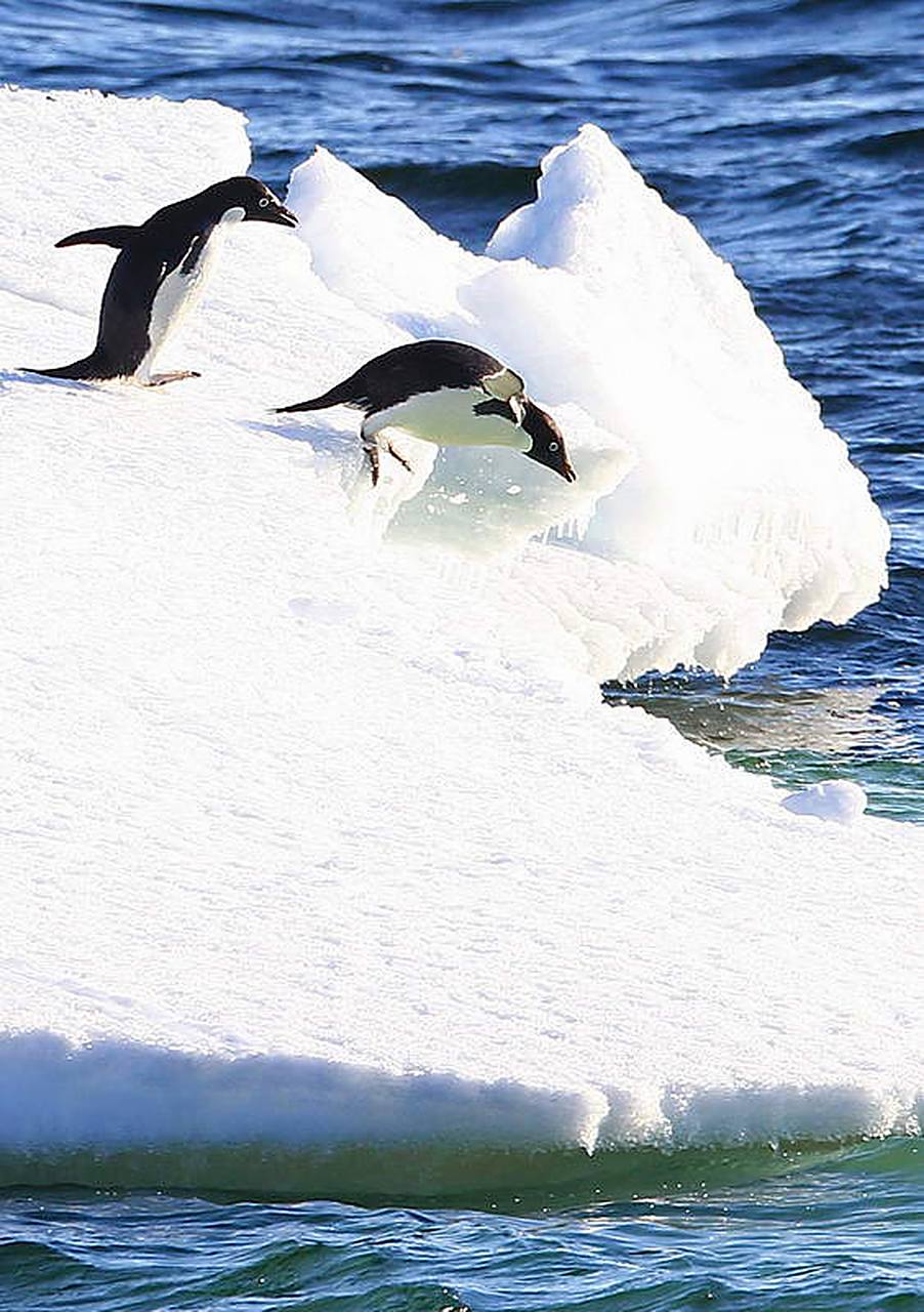 企鹅,南极的绅士.它们身着"燕尾服",黑白分明,举止彬彬有礼.