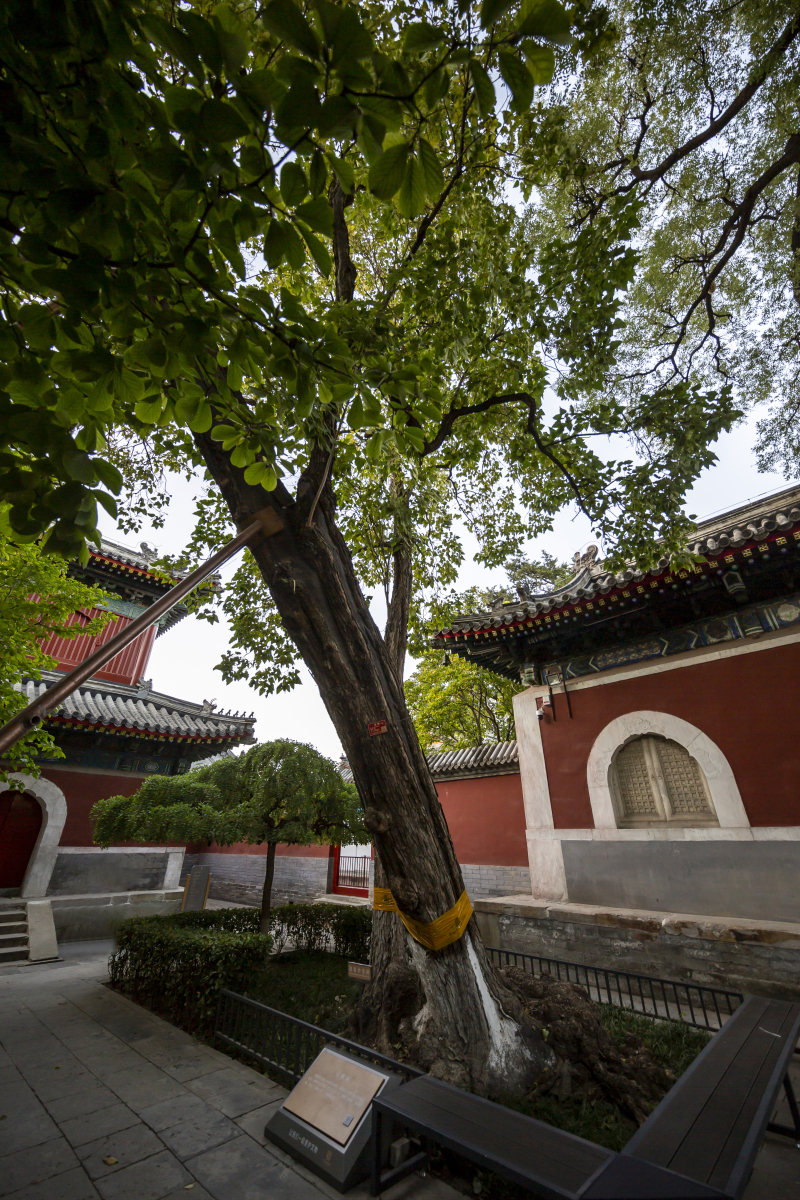 "百木之王"楸树,淡粉色花朵宛如撑开的花伞