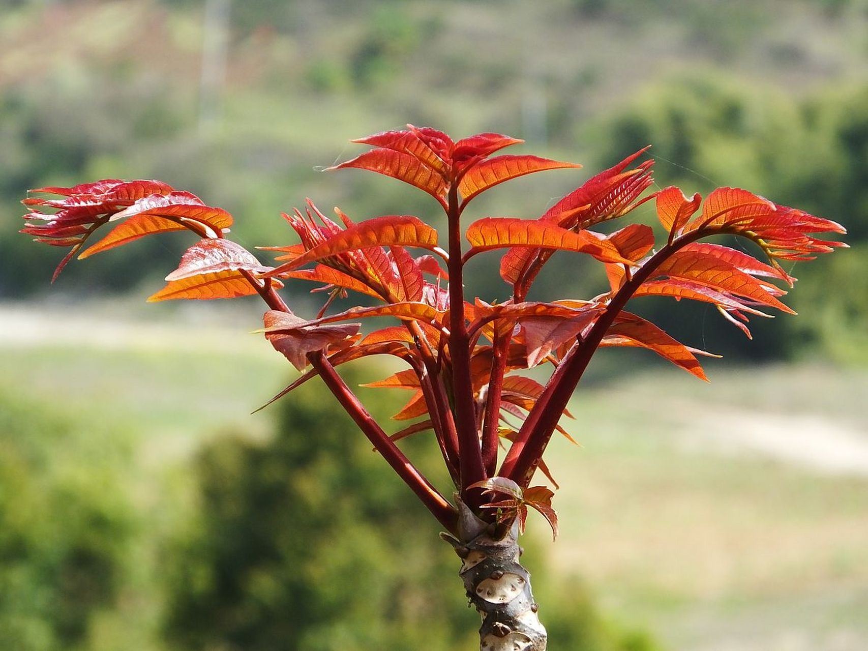 香椿芽的储存方法多样,旨在延长其保鲜期并保持其风味与营养.