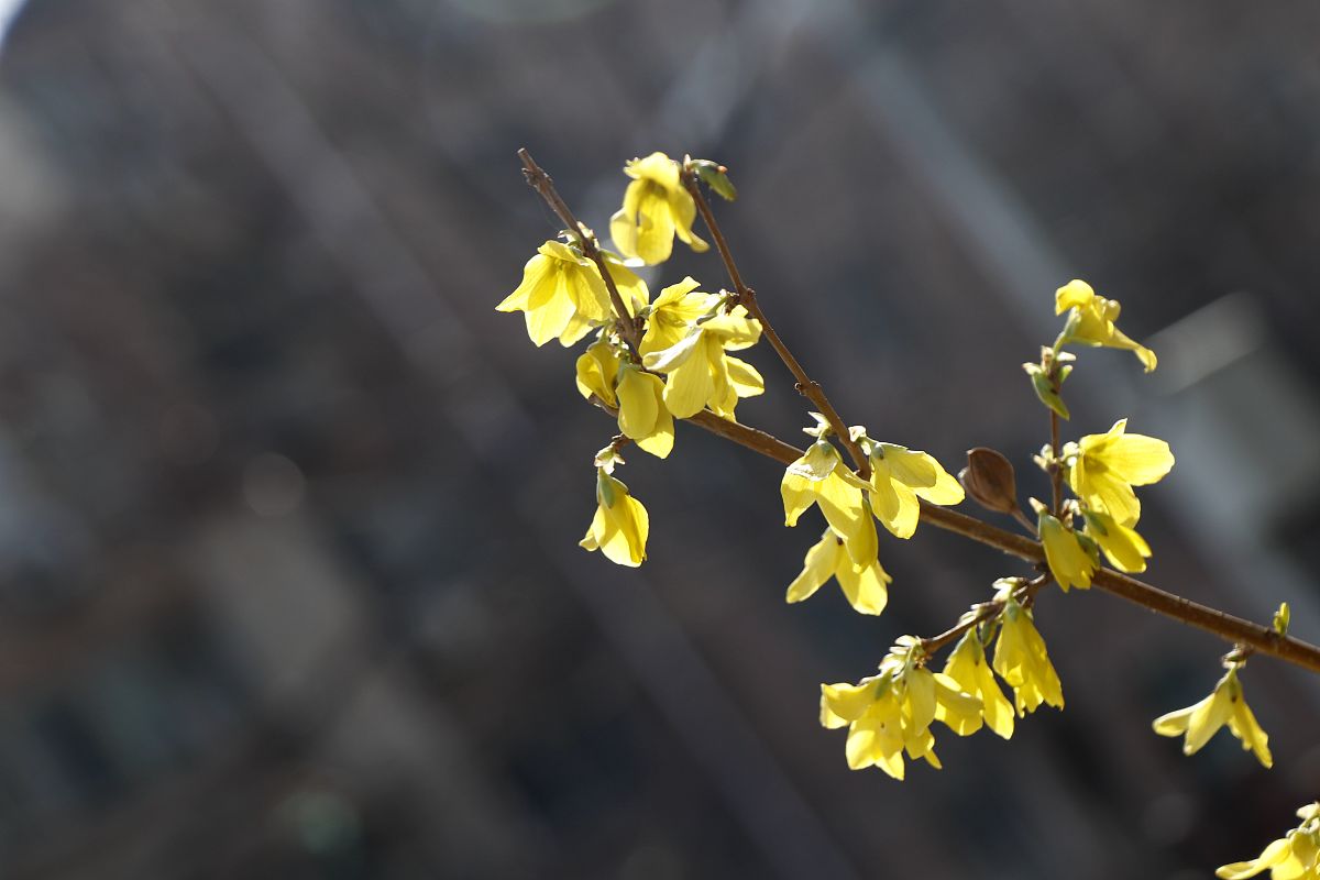 花兒朵朵向太陽