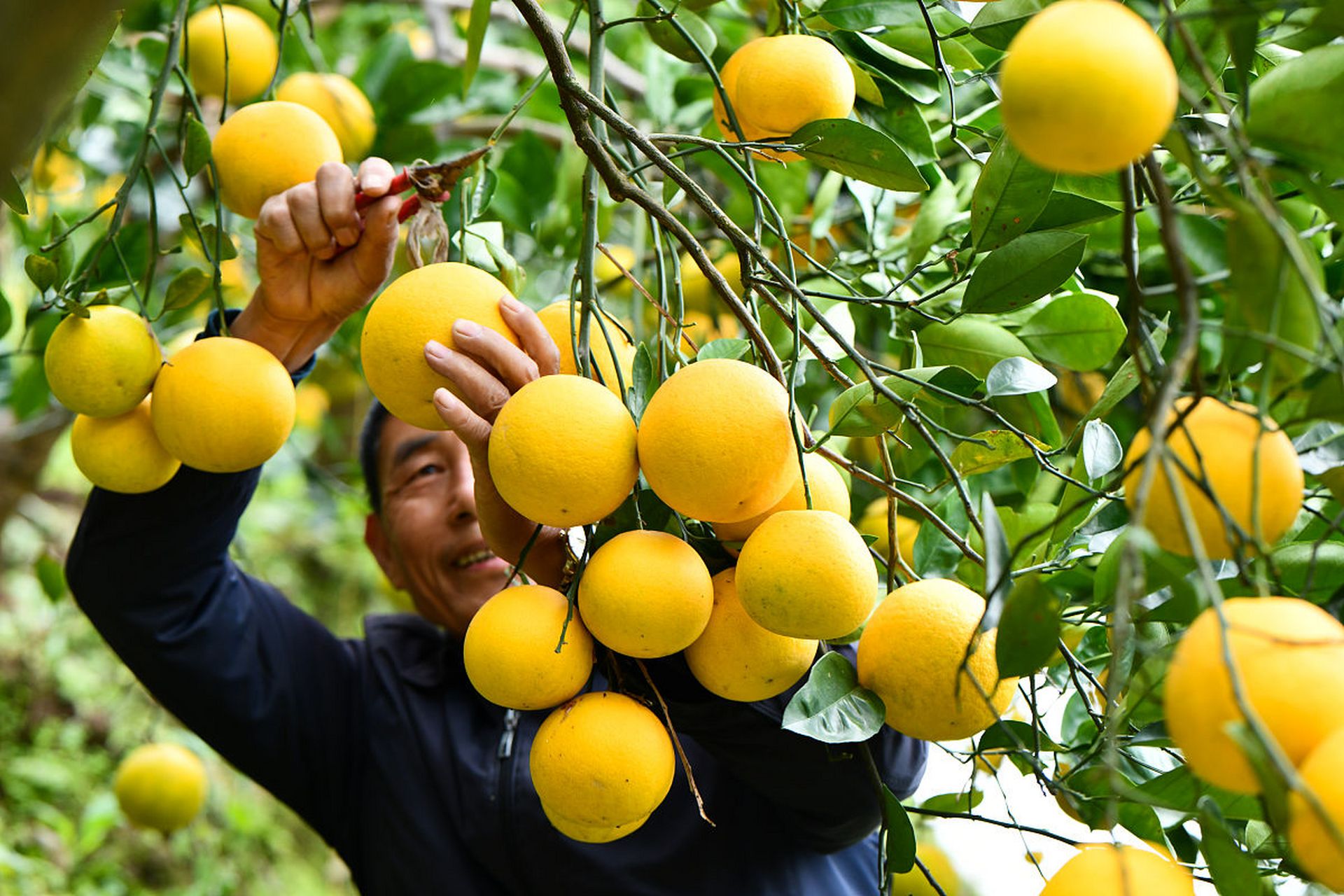 日本香柚种植基地图片