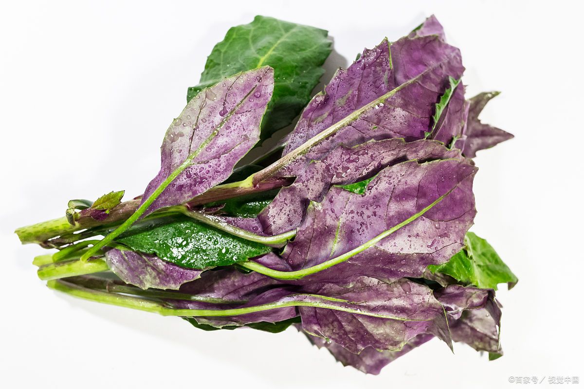 四川人爱吃的“血皮菜”是怎样一种蔬菜?血皮菜到底有没有毒?