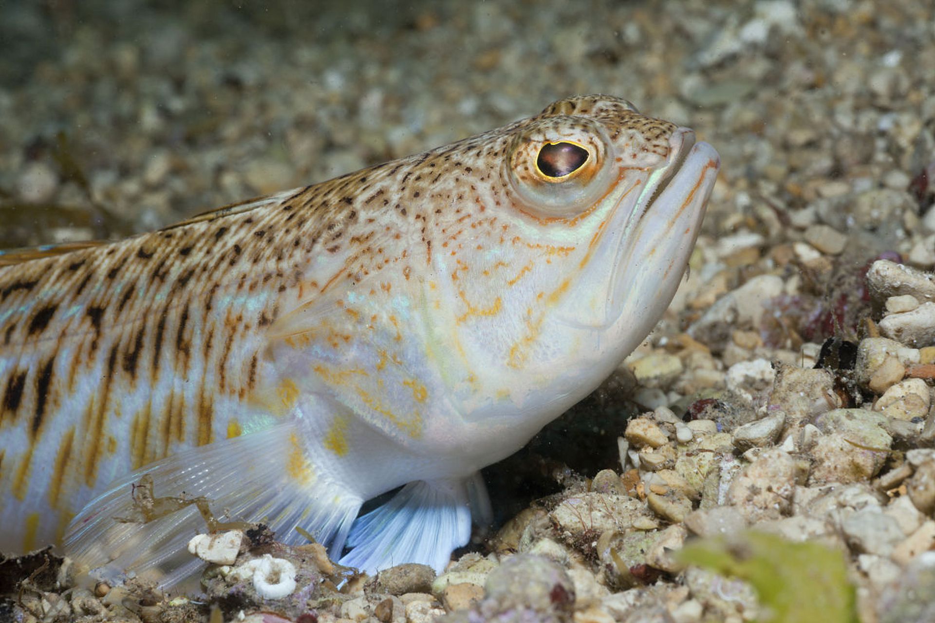 傲氣十足的魚,這表情亮了! #動物趣圖