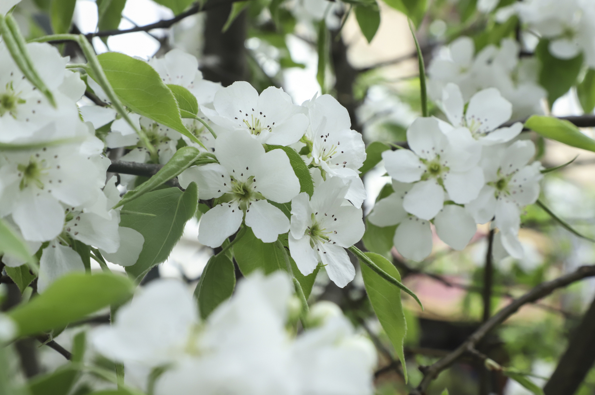 人们踏在梨花道上,感悟生命的短暂与美丽,期盼美好未来,保持内心的