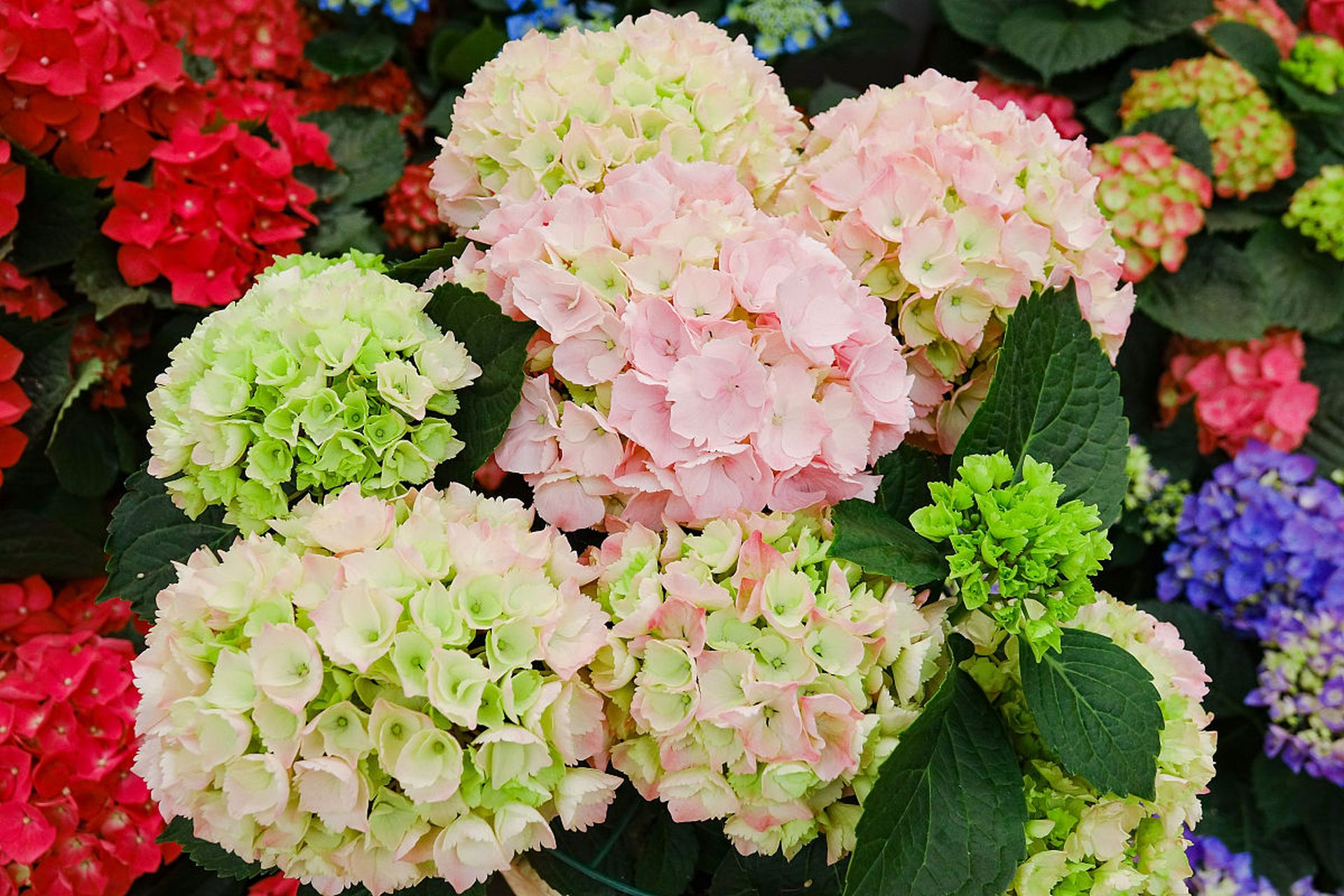 花瓣如丝织纺织, 绽放着如诗如画的美.