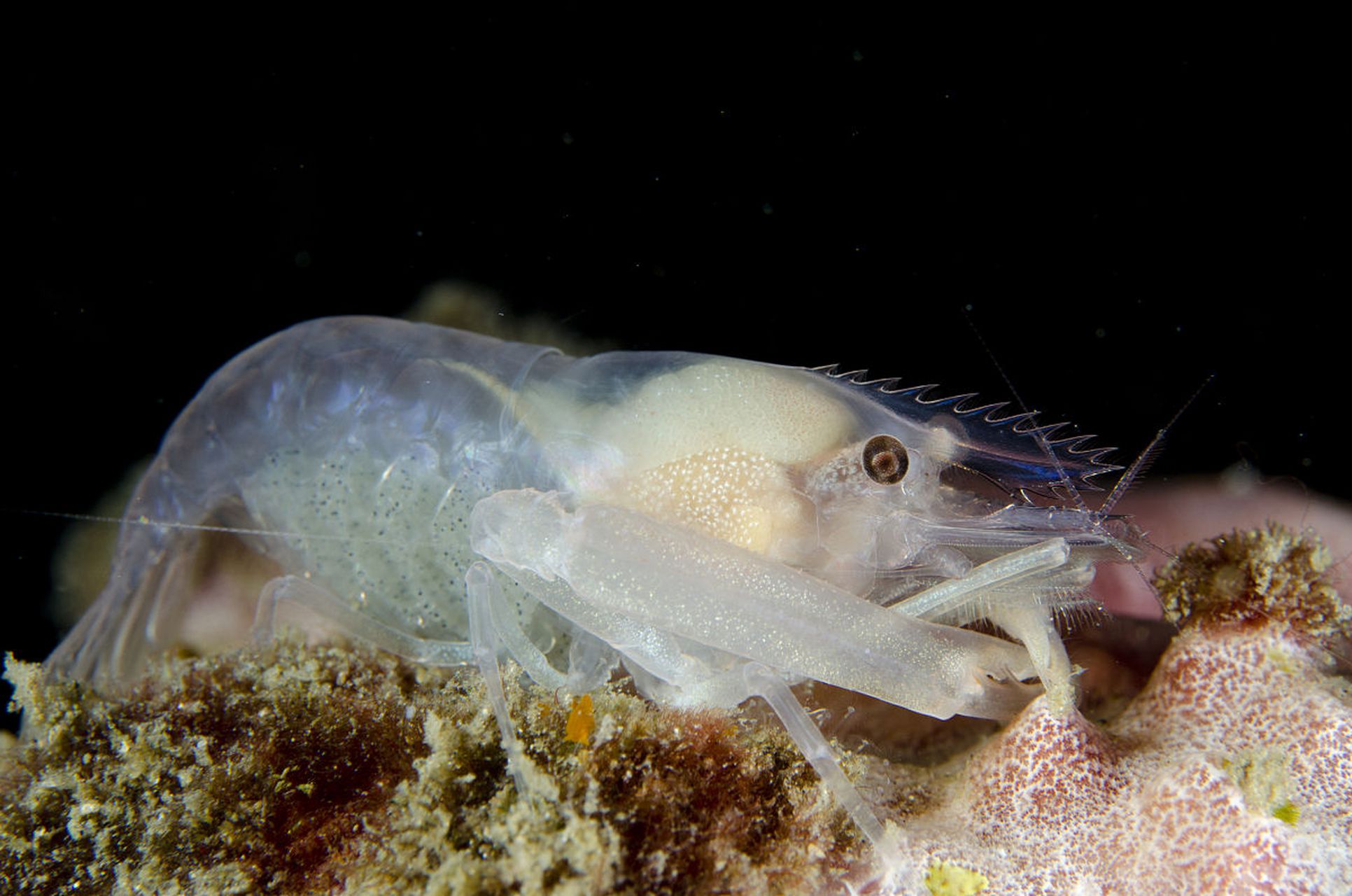 意外發現了一個蘊藏著豐富海洋生物資源的海域,堪稱南極洲的