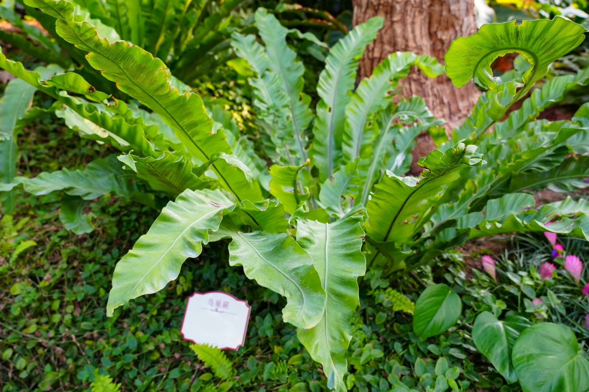 附生蕨类植物-鸟巢蕨