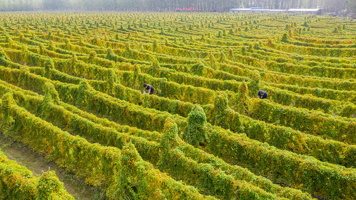 糖串山药豆的做法分享,吃山药选温贤仁垆土地铁棍山药,送礼记得