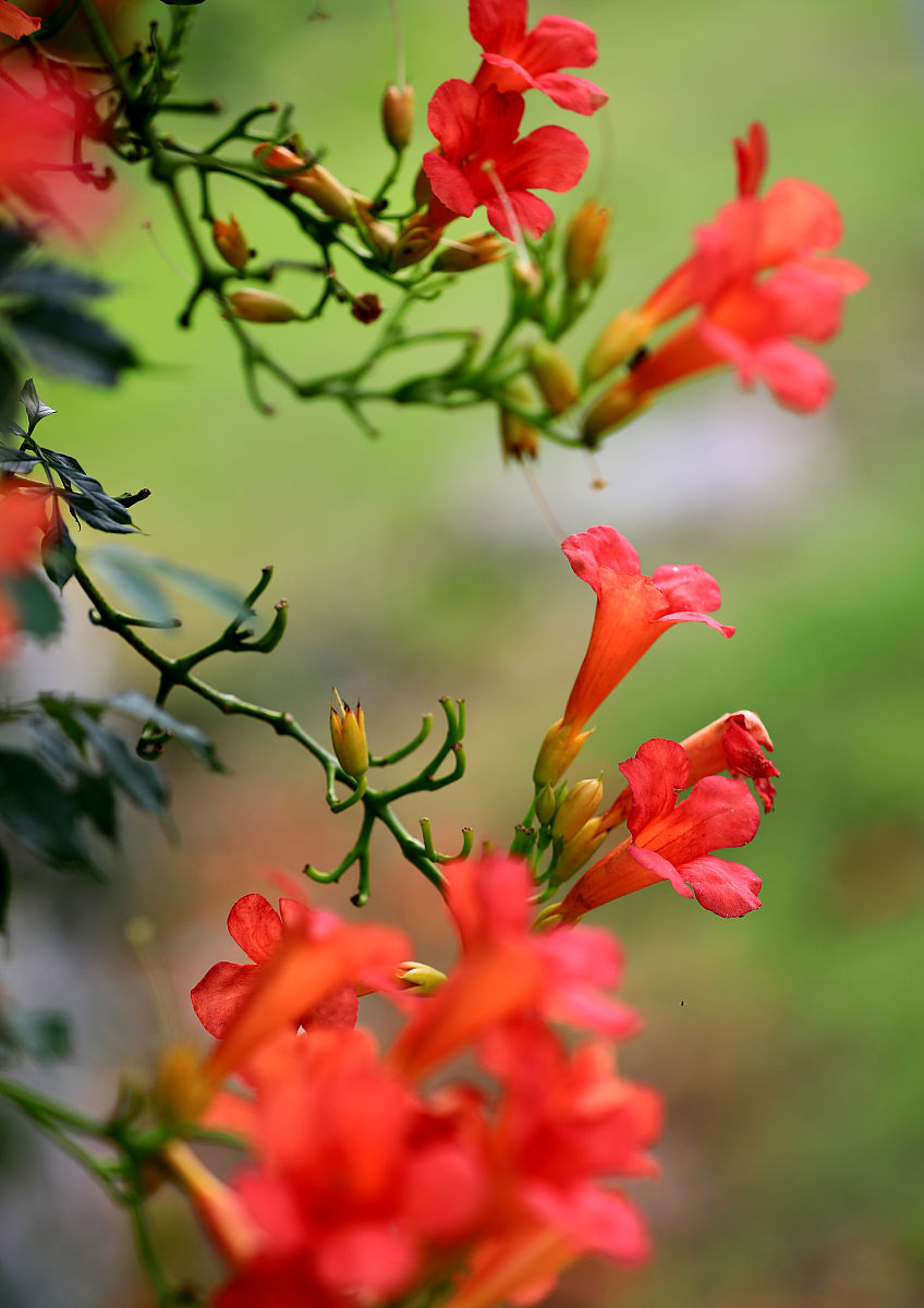夏花烂漫,耀眼夺目的凌霄花,诠释着热烈张扬的生命