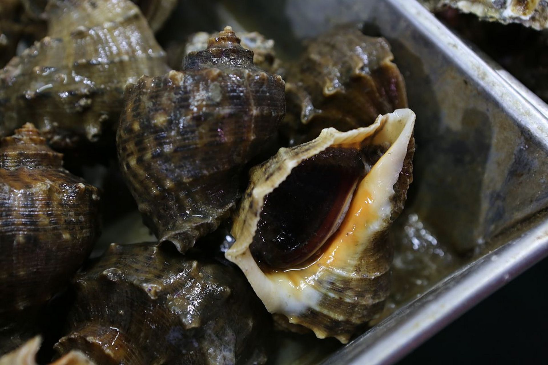河螺和田螺虽同属腹足纲,但形态,生活习性和价值各异.