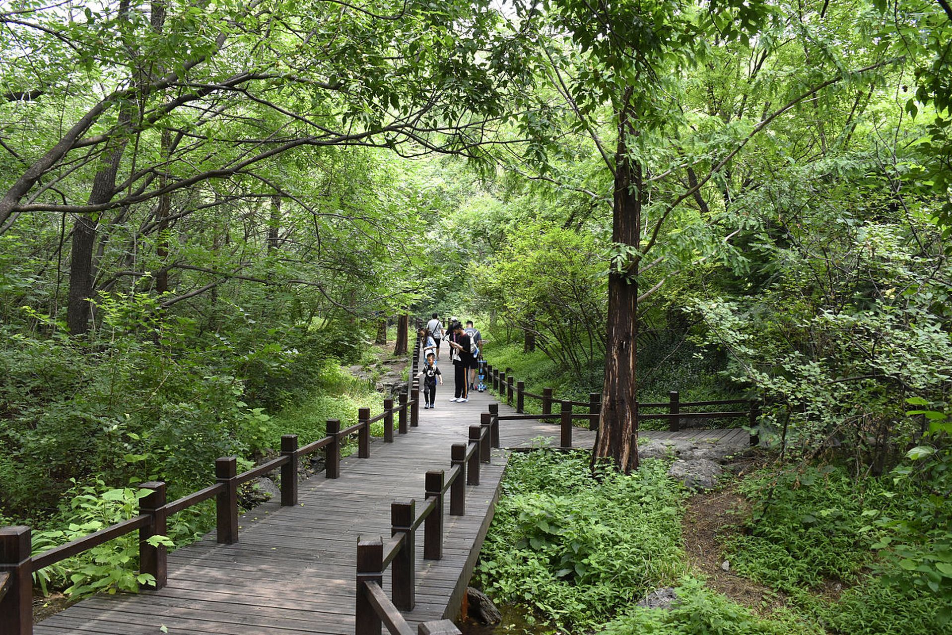 六月桂花香图片