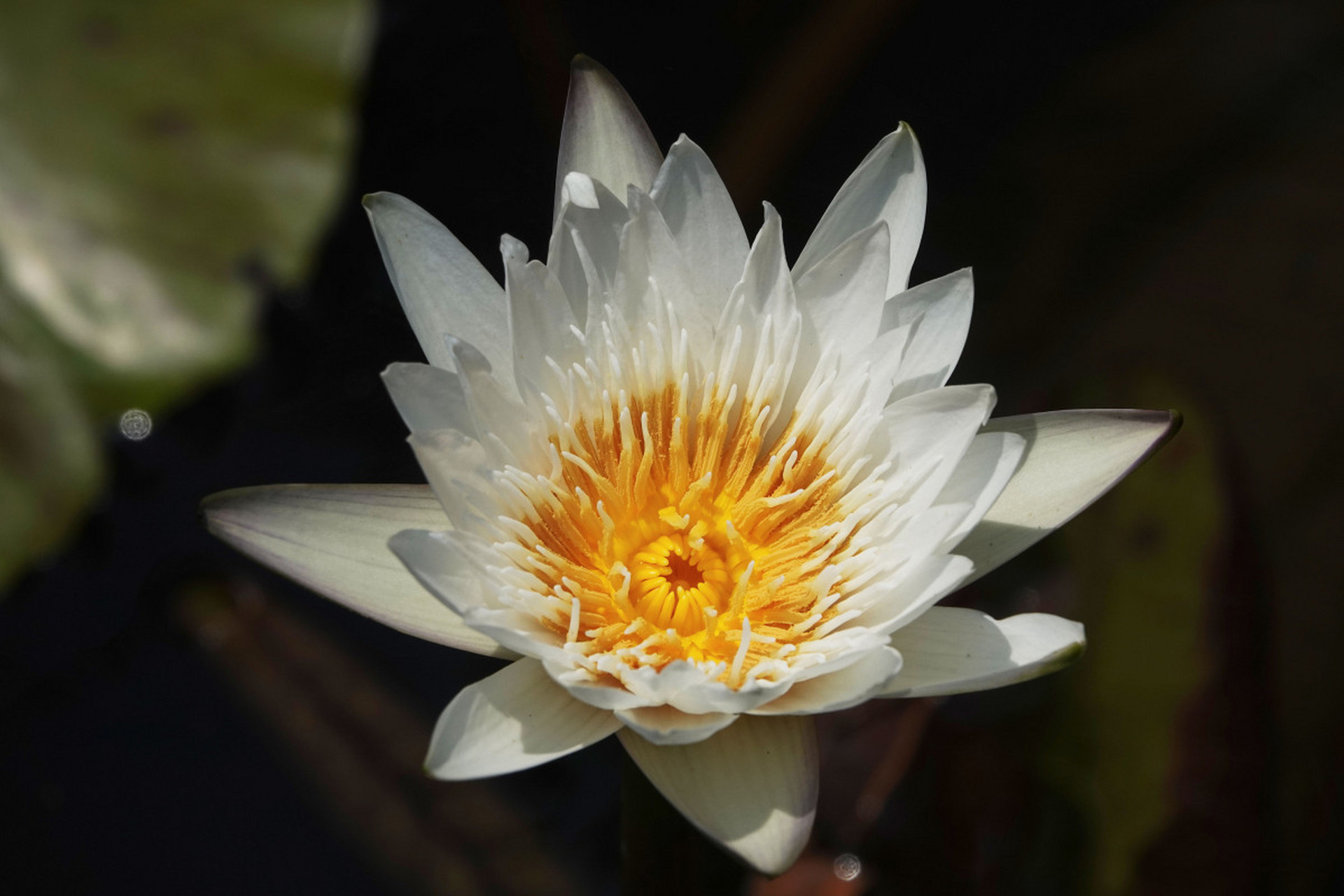 掌握种植秘诀,让昙花