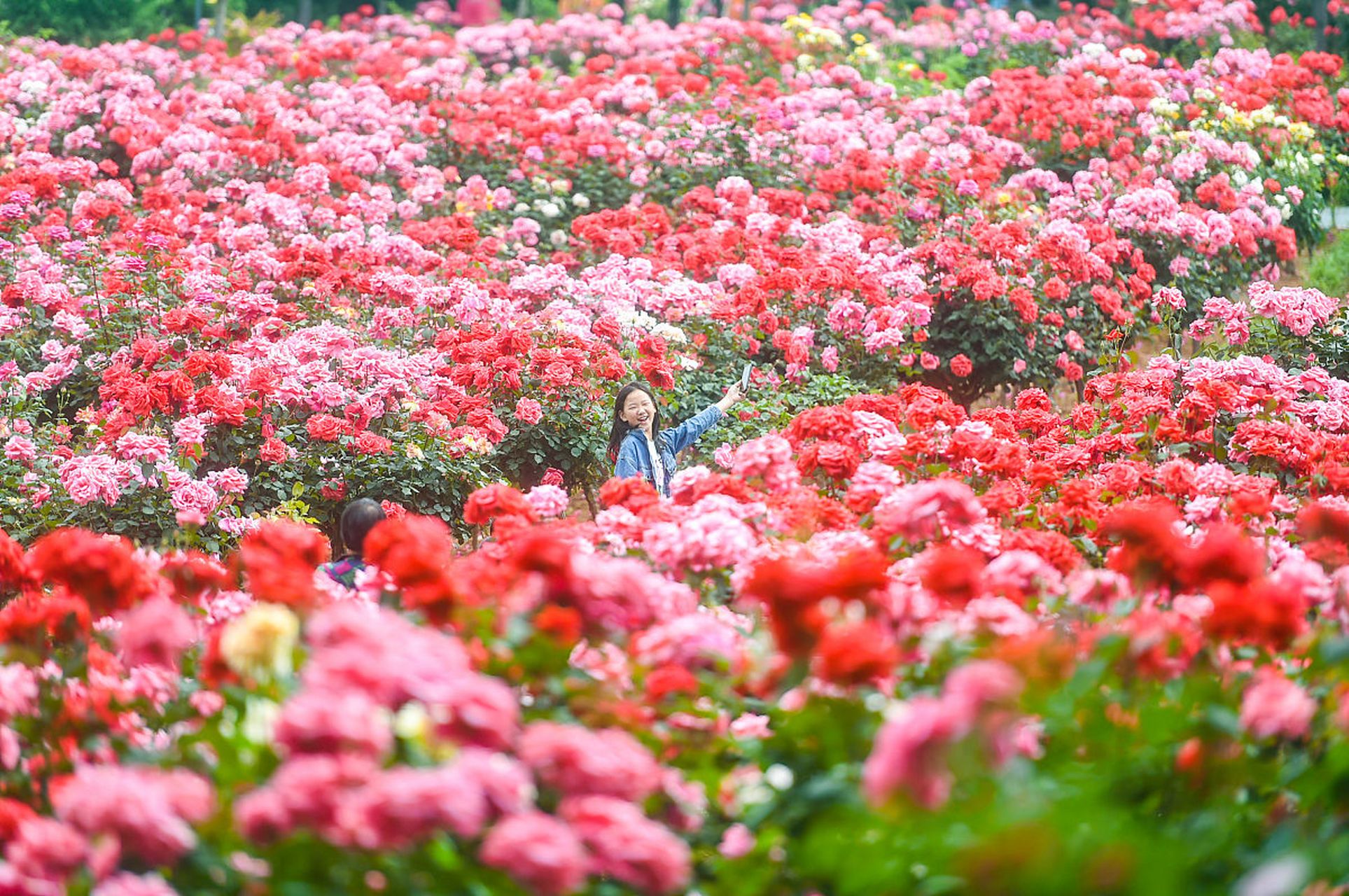 【520快到了,送她一枝玫瑰,或者带她看千亩花海】五月,温暖来临,马上