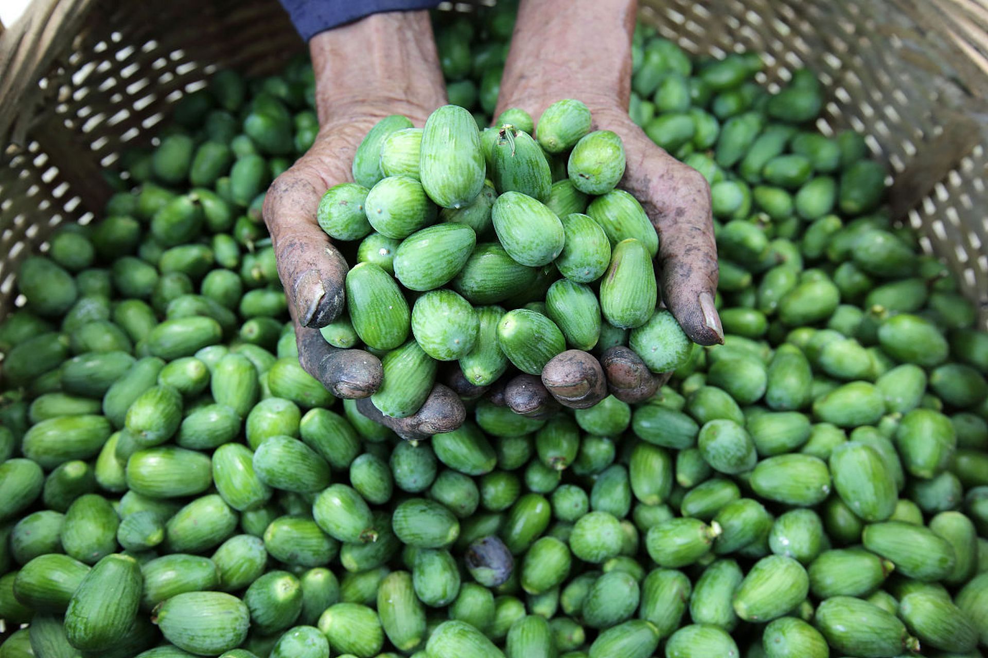 香榧# #中国诸暨#  大家好,今天我要给大家种草的是一种神奇的水果— 
