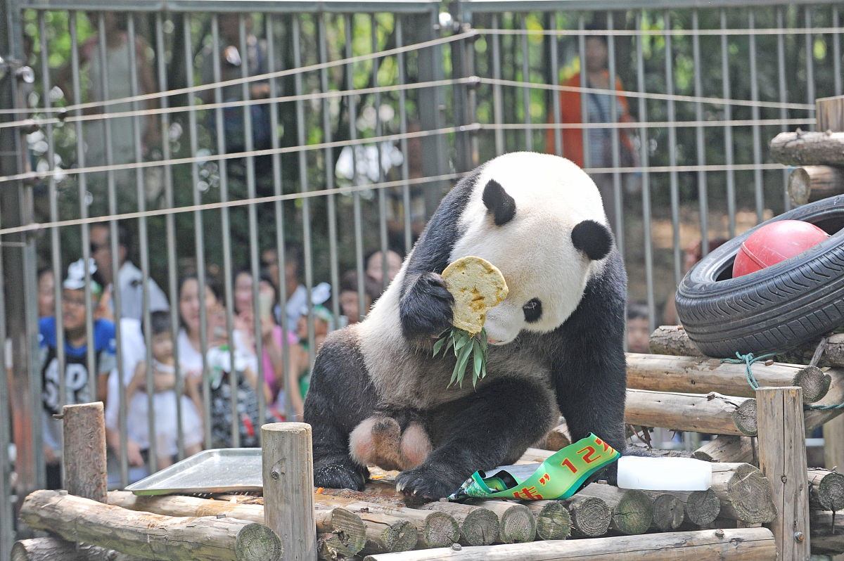 偶遇野生大熊猫,是多少人的梦想啊!