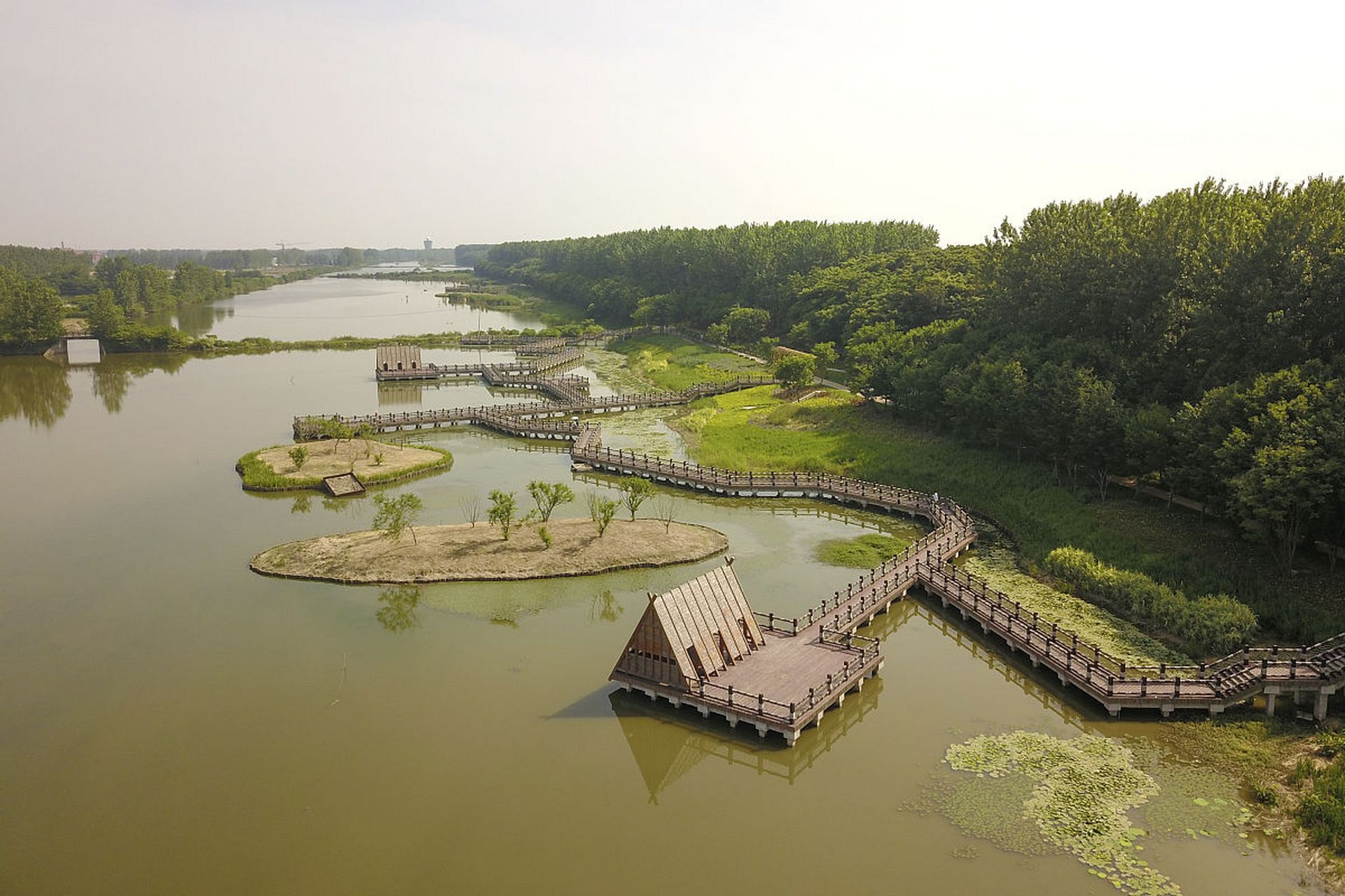 夏日造访溱湖,仿佛融入了一片清新的绿意海洋.