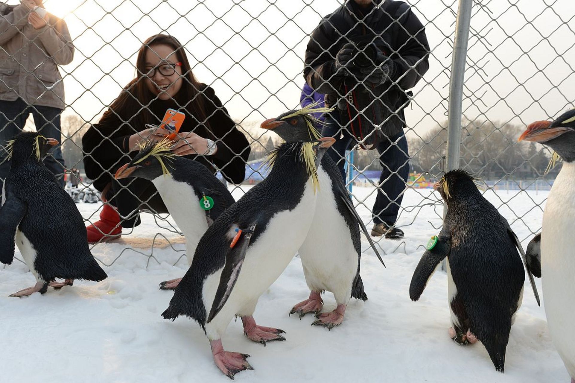镜头里的春天# 春游大连老虎滩极地馆,与企鹅互动的过程中,人们会