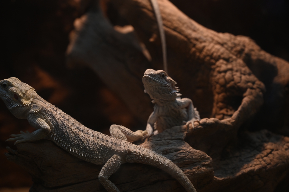 不同年龄段的鬃狮蜥饲养环境有区别吗?