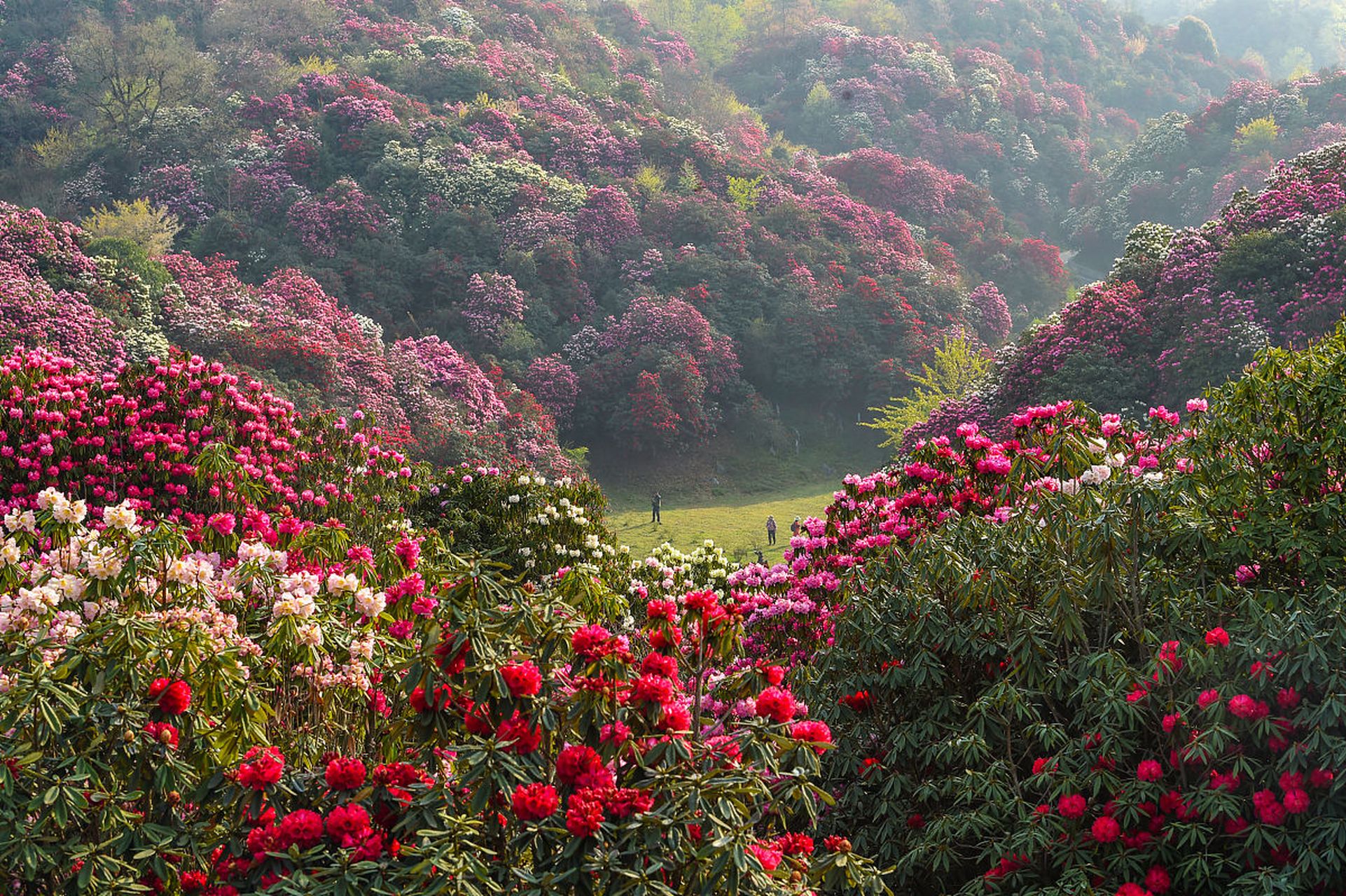 毕节市大方县杜鹃花图片