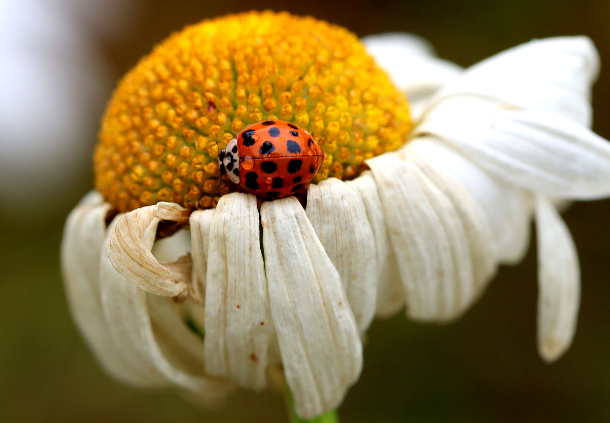 科普短文:龟头炎如何治疗?