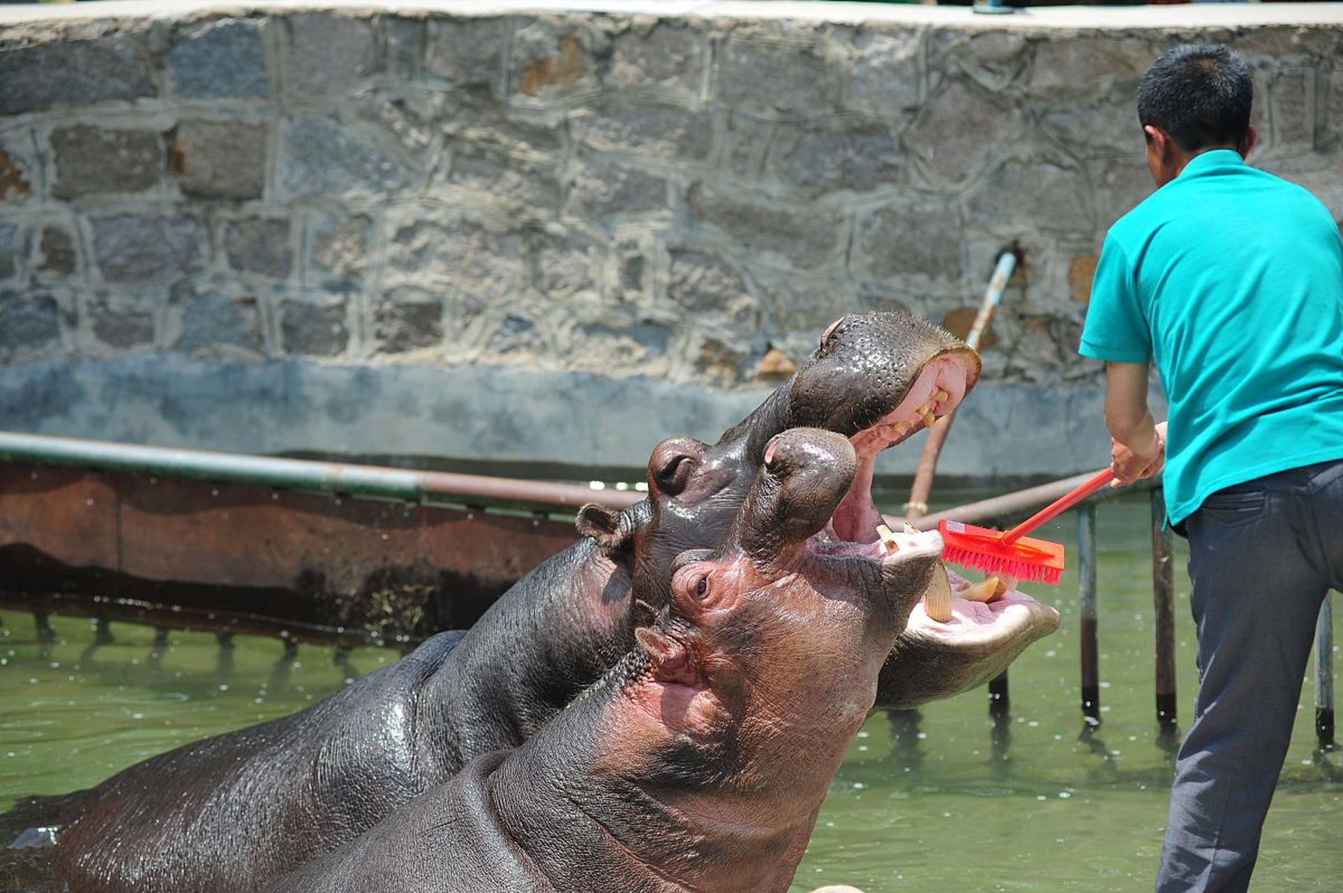 河马有一张大嘴巴,这是它们用来觅食和交流的工具.