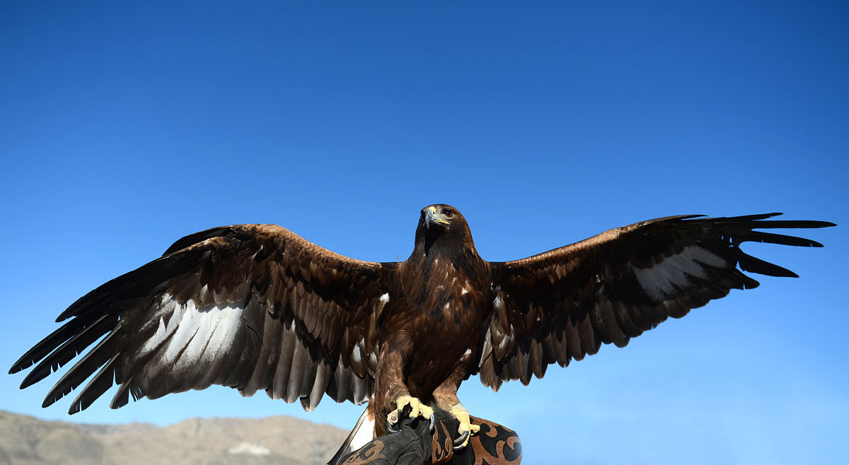 老鹰的爪子到底有什么黑科技