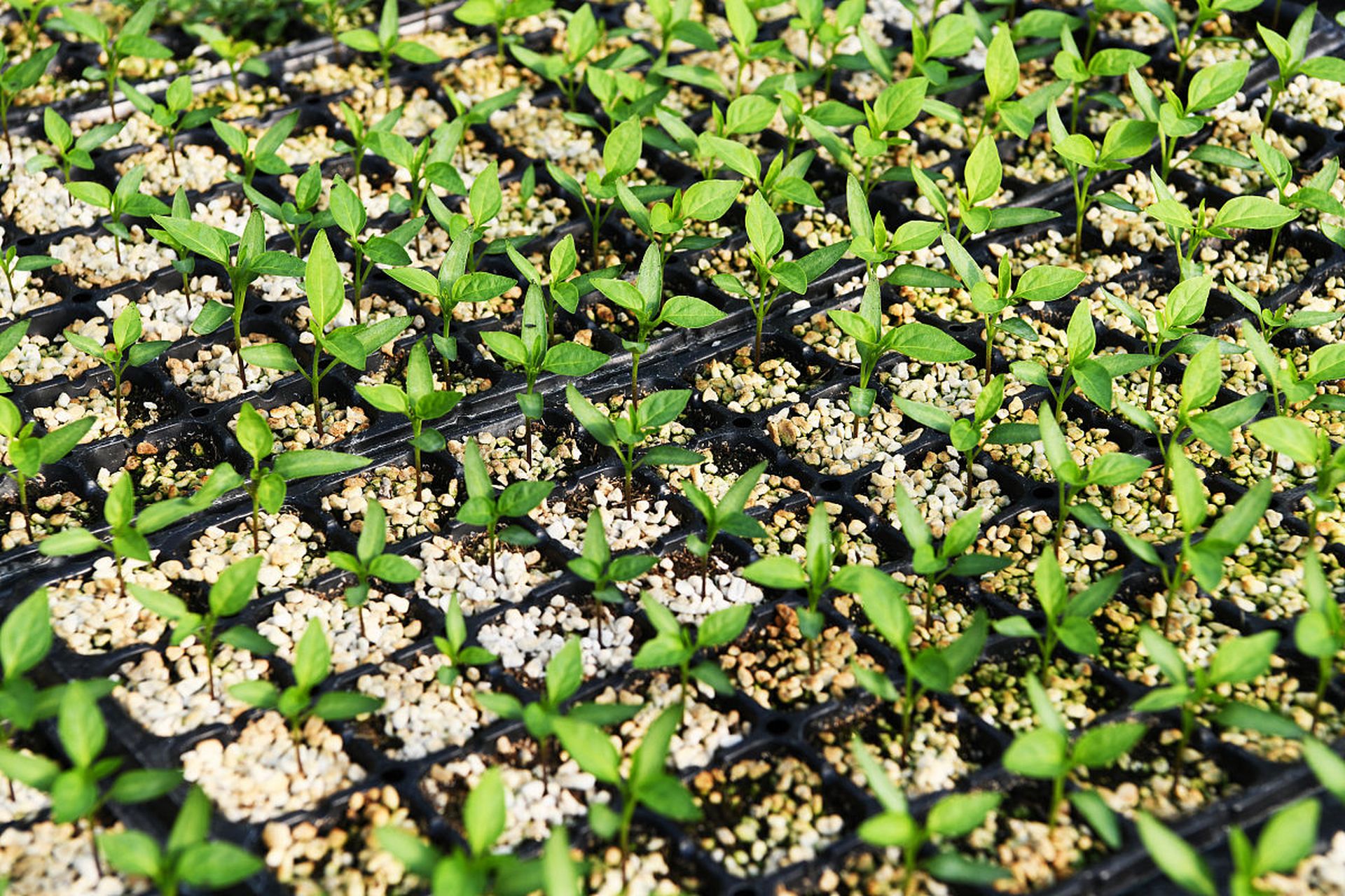 花椒苗培植图片