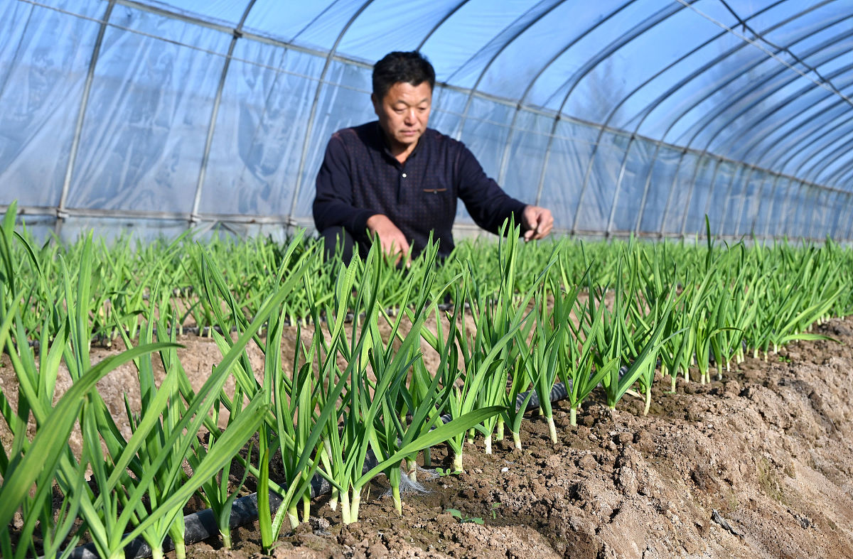 "来年大蒜想快速返青?冬季抗寒防冻,做好这3点!