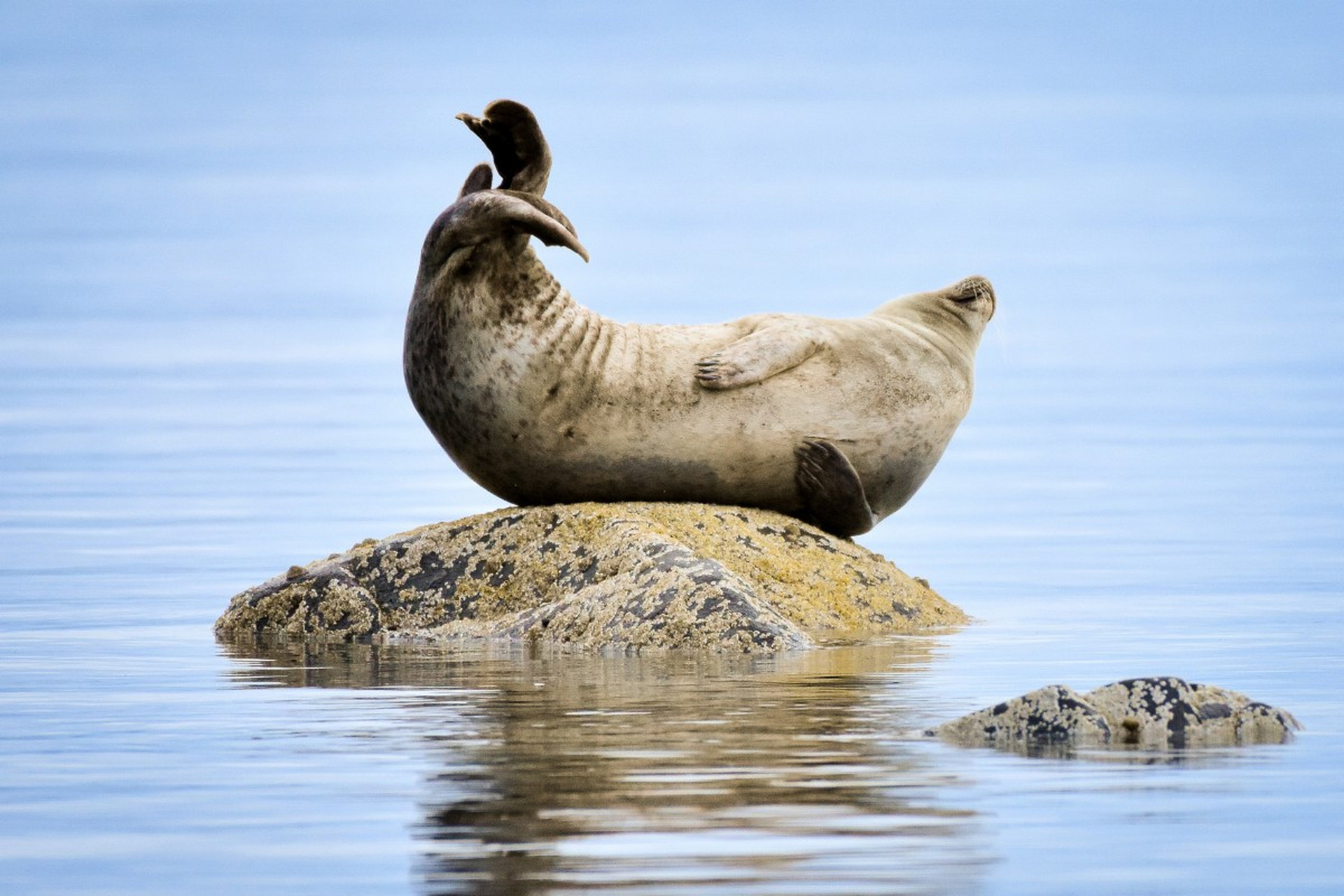 里海海豹是里海唯一的海洋哺乳动物,在世界其他任何地方均不存在.