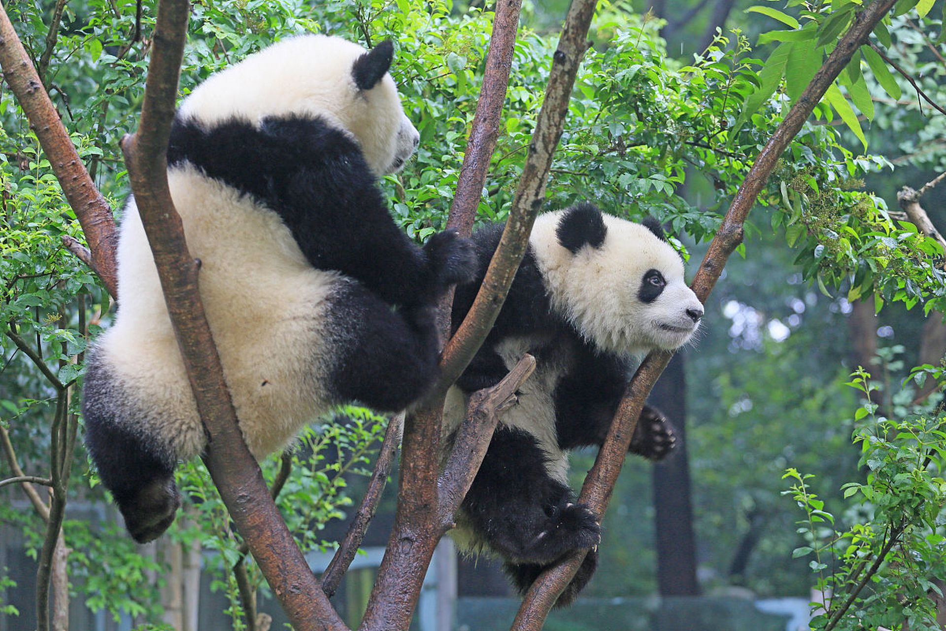 大熊猫是一种以竹子为主要食物来源的哺乳动物,它们通常生活在中国的