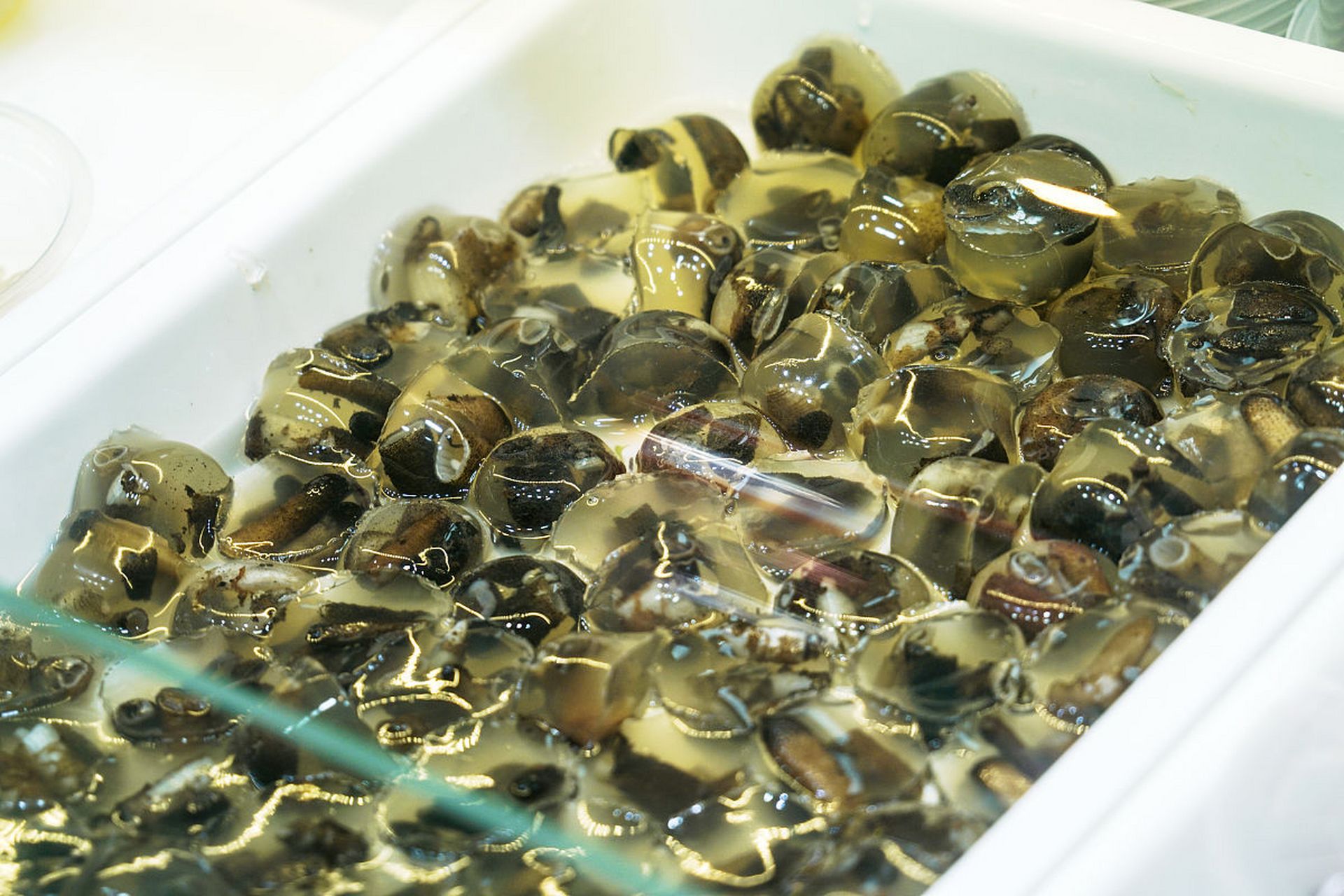 土笋冻——将虫子做成果冻,你能接受吗?