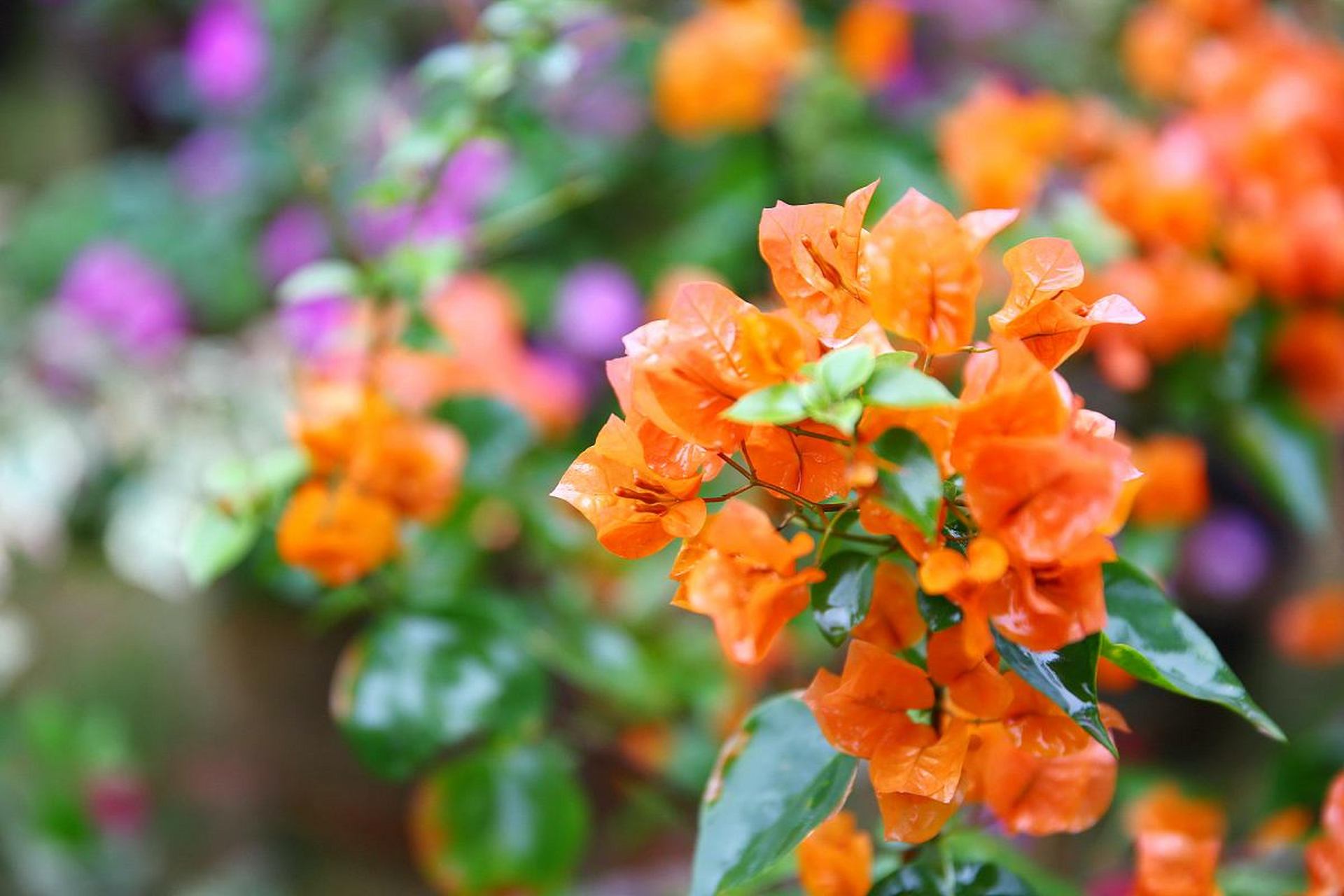 养花大全# #花草种植# 要说什么花能从春天一直开到秋天呢?