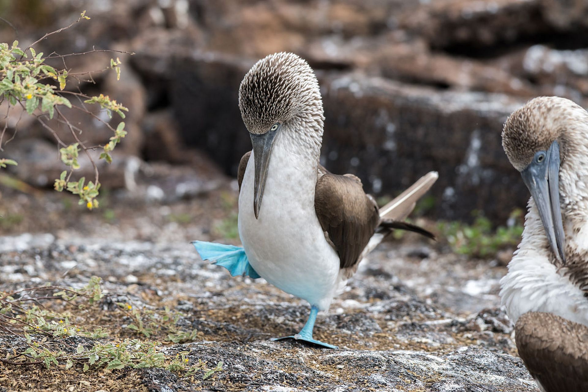 蓝脚鲣鸟有着漂亮的蓝色脚和羽毛,翅膀上有白色的斑点.