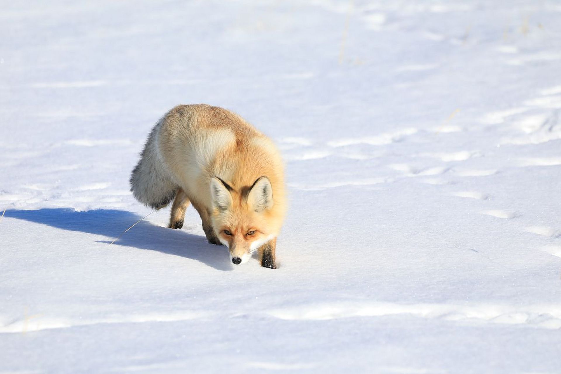 狐狸:聪明狡猾,独行侠般的生存智慧,迷人的外表下,隐藏着独立的魅力.