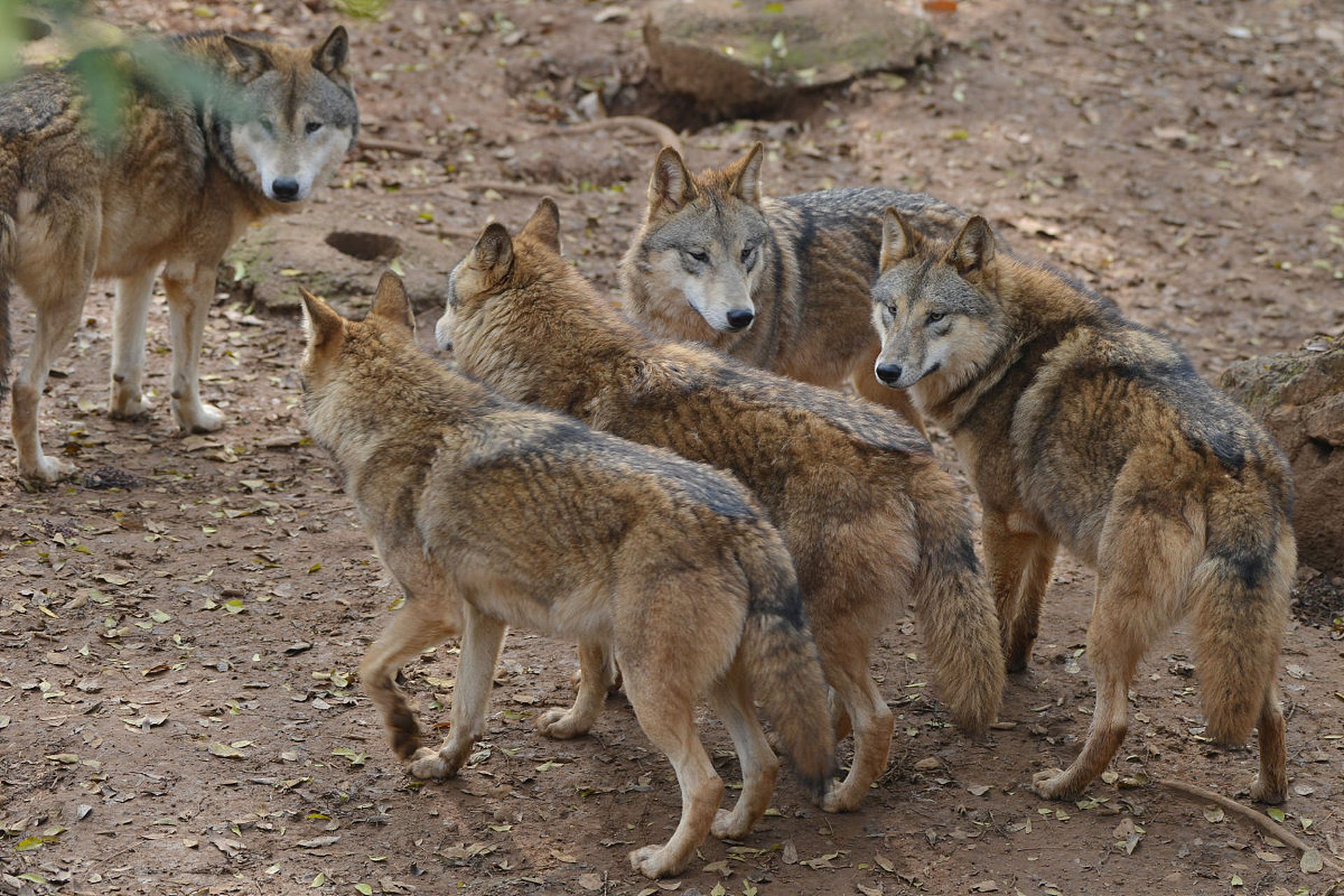 据说这些狼全是狗妈妈养大的,所以狗妈妈是这群狼当