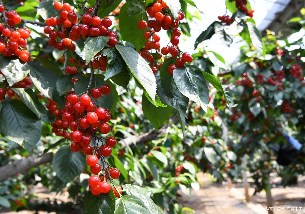 李氏樱桃的养护技巧与要点