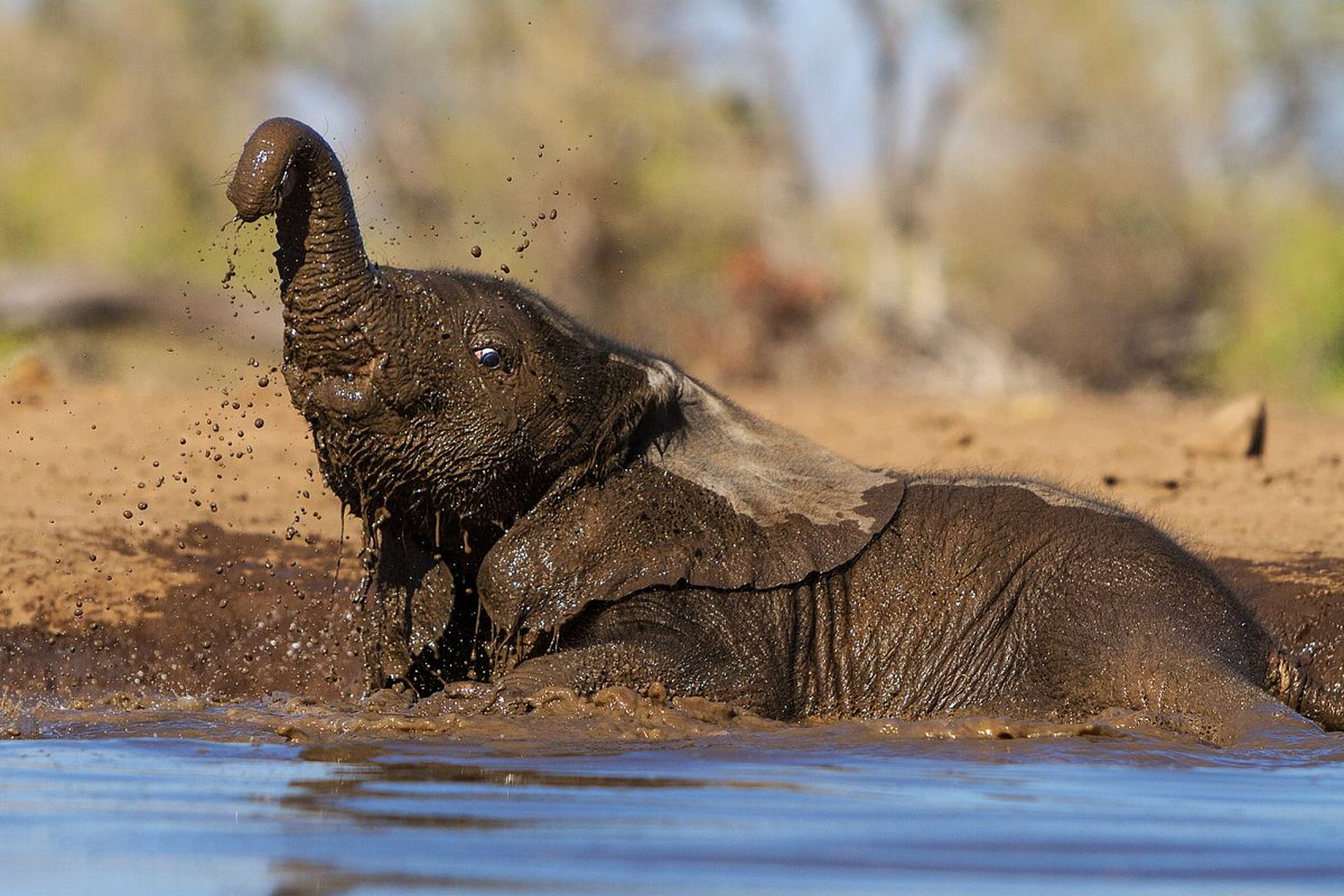 大象在泥潭中为小象洗澡,小象嬉戏玩耍