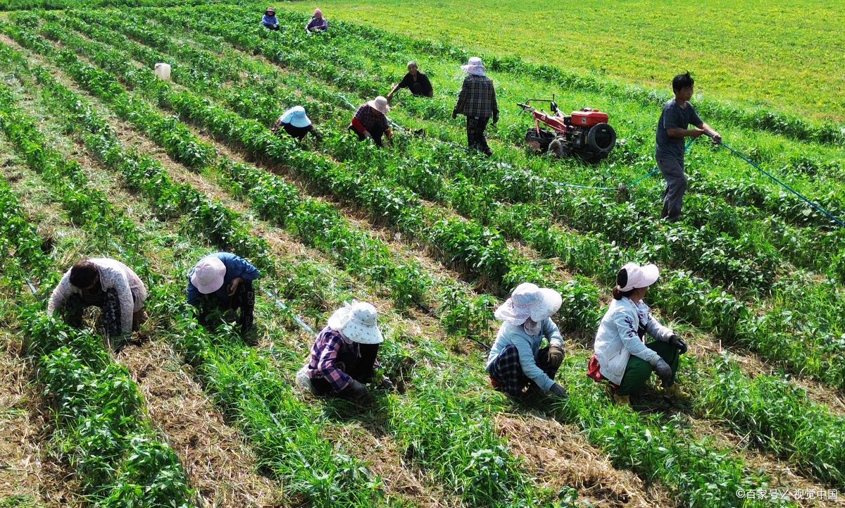 在农村种什么药材最赚钱呢(在农村种植什么药材比较不愁销售)
