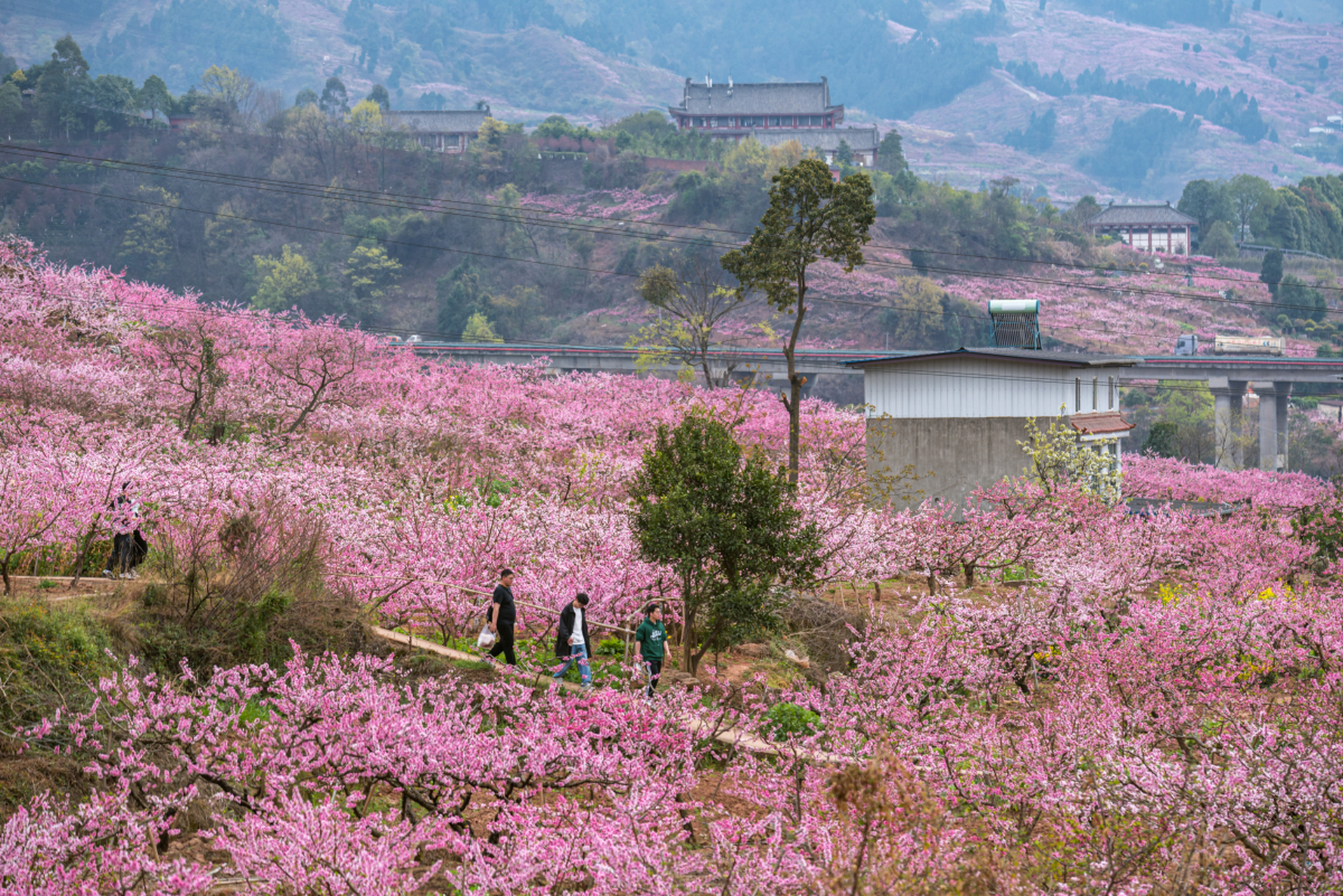 龙泉桃花沟图片