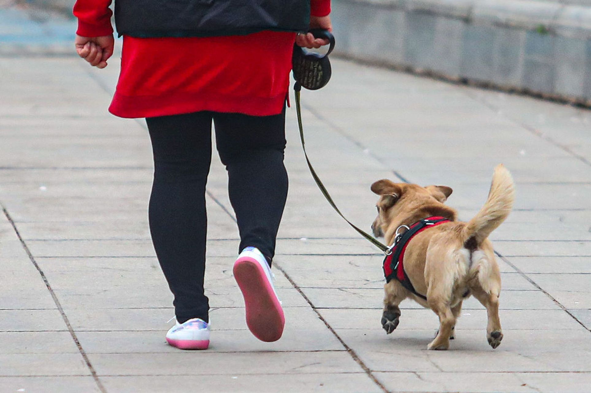 那么,遛狗不牵狗绳违法吗?应该如何处罚呢?