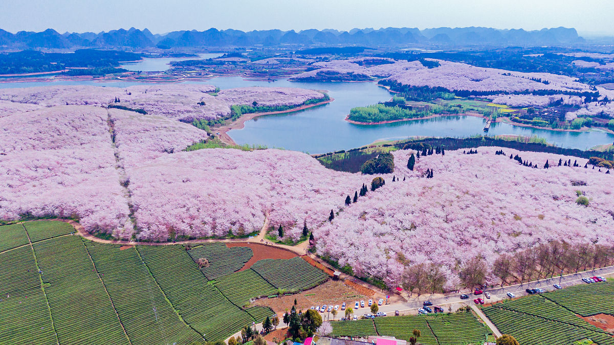 安顺平坝樱花门票图片