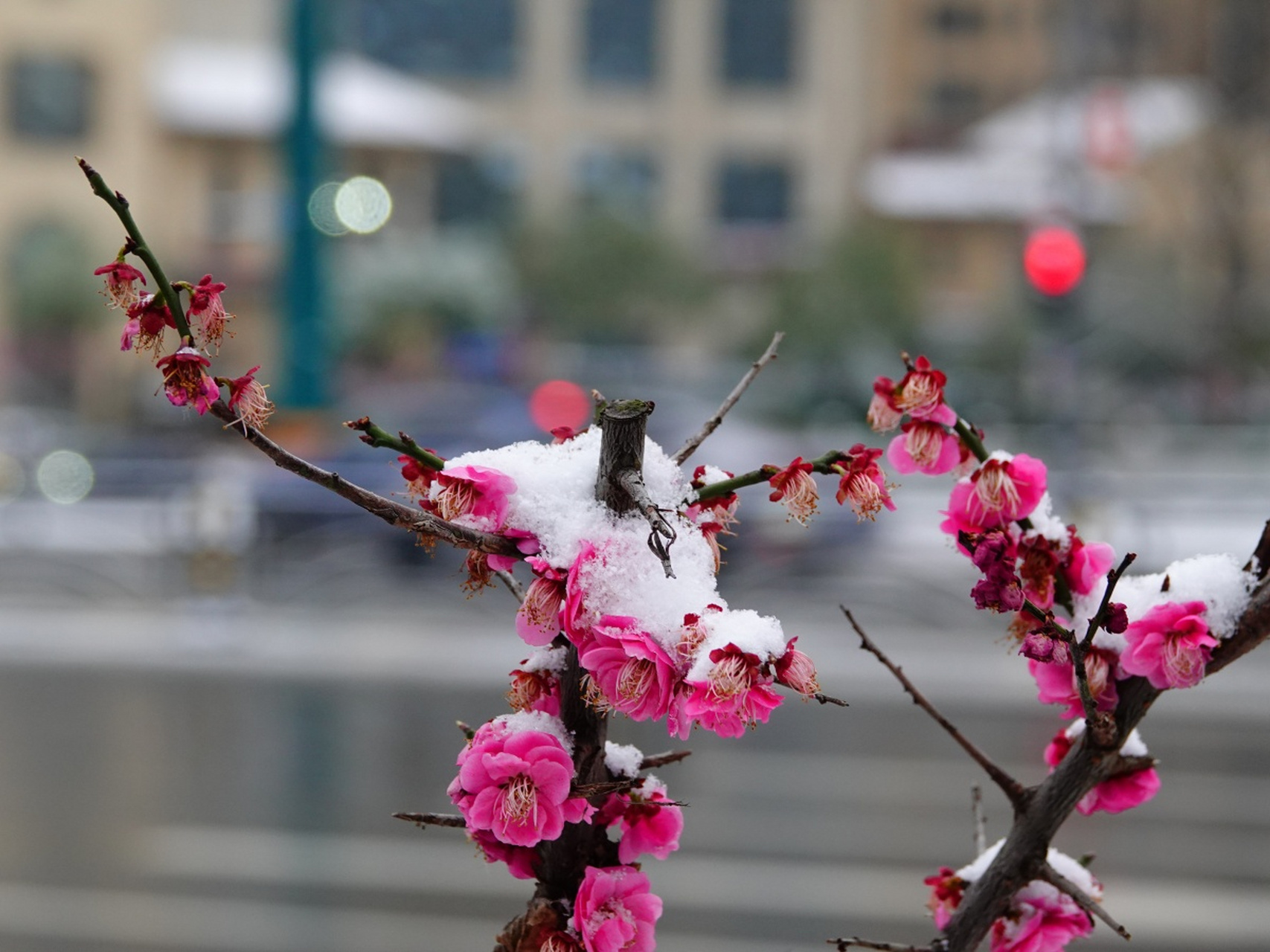 红梅:冬去春来的报信者  当冬日的严寒逐渐退去,春天的脚步悄然临近,