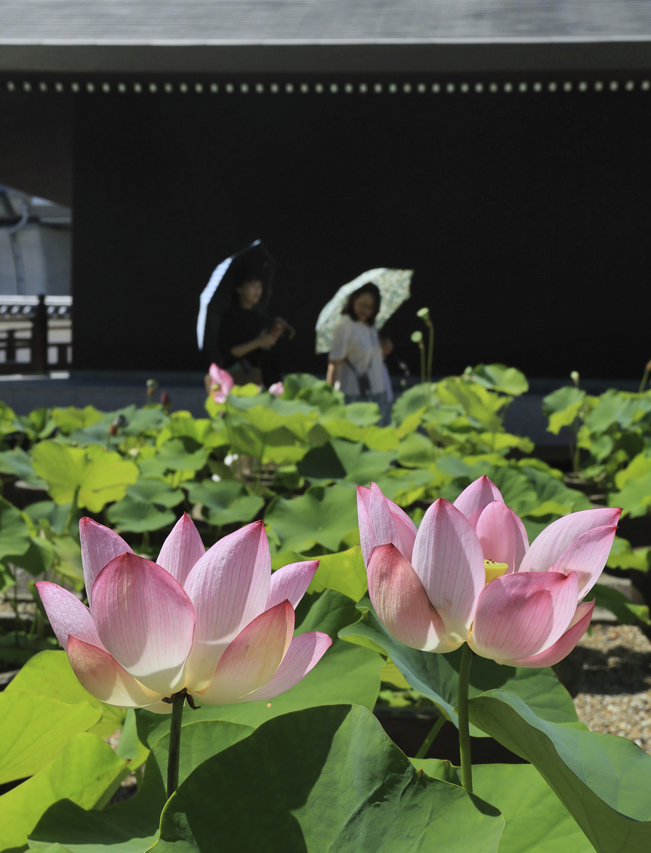 今逢观荷节,这是独属于荷花的节日,仿佛整个世界都